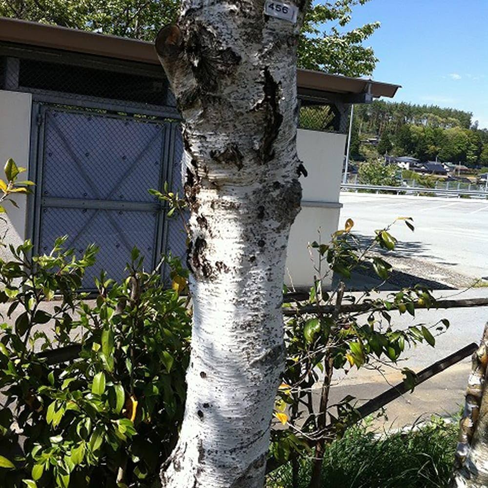 白樺　成木　2メートル以上　小苗10本付　落葉樹 苗木 白樺（落葉樹の植木、庭木）｜苗木、植木 | 花、ガーデニング の